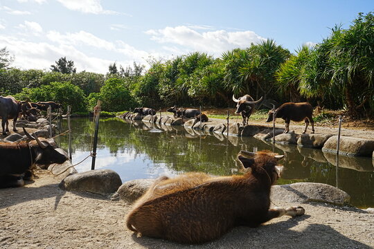 Water buffalo in Yubu Island, Okinawa, Japan - 日本 沖縄 由布島 水牛
