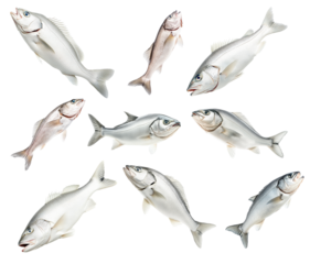 Set of Haddock fish isolated on white transparent background, concept of marine life