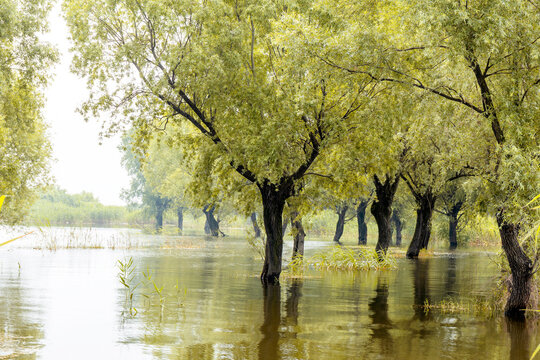 Flooded Forest Trees Submerged After Storm