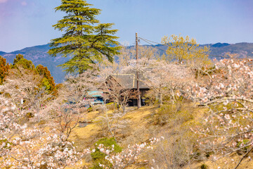 西山公園（西山荘近辺）