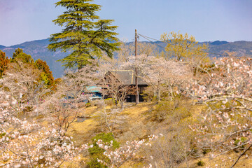 西山公園（西山荘近辺）