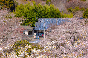 西山公園（西山荘近辺）