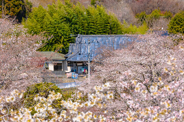 西山公園（西山荘近辺）