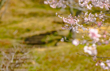 西山公園（西山荘近辺）