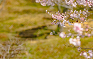 西山公園（西山荘近辺）