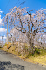 西山公園（西山荘近辺）