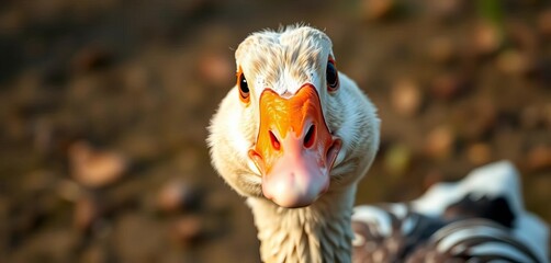 A comically flustered goose looking directly at the camera with a bewildered expression,  curious,  surprised