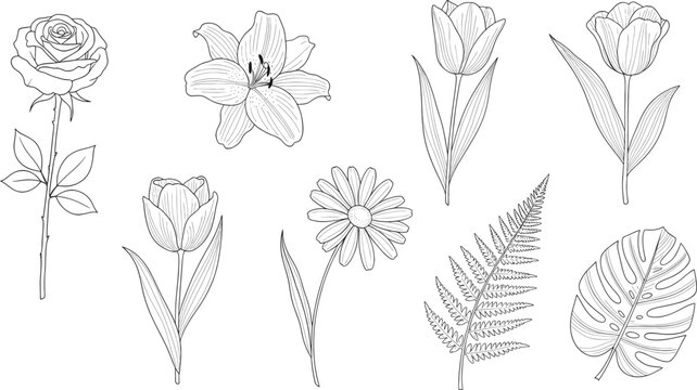 Botanical line art illustrations of flowers and leaves