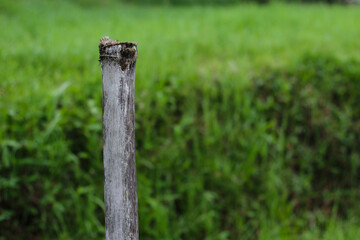 open natural landscape featuring a single weathered bamboo pole outdoors