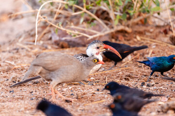 A Southern yellow-billed hornbill -Tockus leucomelas- in etosha national Park