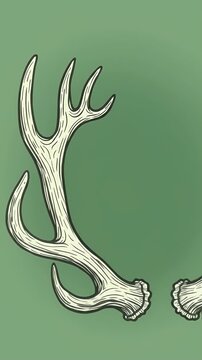Close Up Cream Deer Antlers On Green Background
