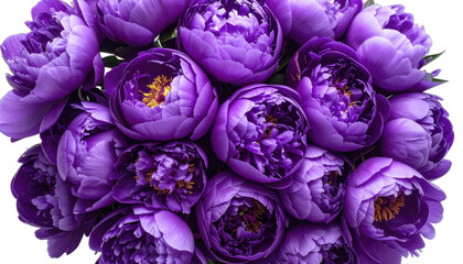 A vibrant close-up of deep purple peonies set against a stark black background.