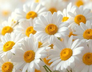 Fototapeta premium A realistic close-up shot of fresh chamomile flowers featuring vibrant white petals and bright yellow centers. This beautiful floral pattern creates a calming and natural background. Ideal for beauty 