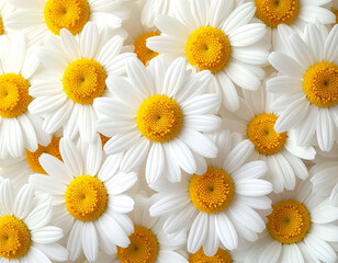 Obraz premium A realistic close-up shot of fresh chamomile flowers featuring vibrant white petals and bright yellow centers. This beautiful floral pattern creates a calming and natural background. Ideal for beauty 