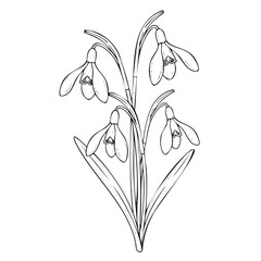 Clean black and white vector illustration of blooming snowdrop flowers Galanthus. Minimalist botanical line art for spring greeting cards, wedding invitations, and nature design.