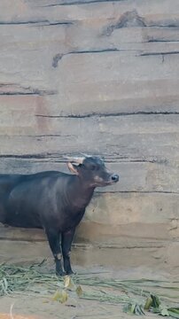 Anoa Enjoying a Calm Moment at The Zoo