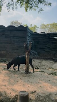 Anoa Enjoying a Calm Moment at The Zoo