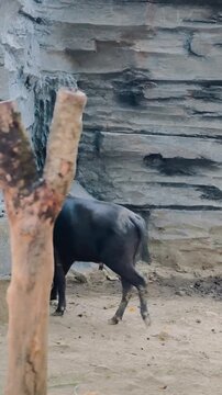 Anoa Enjoying a Calm Moment at The Zoo