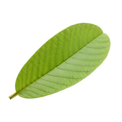 Obraz premium A vibrant green leaf with a visible stem on transparent background