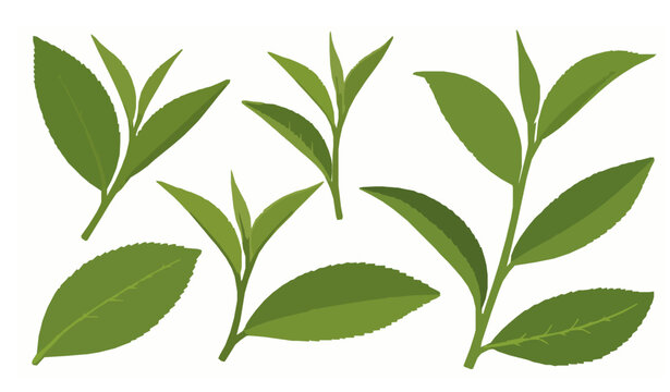 Green tea leaves vector collection isolated on white background
