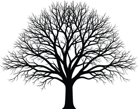 Detailed black silhouette of a large leafless deciduous tree, winter oak branches, nature isolated on white, landscaping design, and environment.