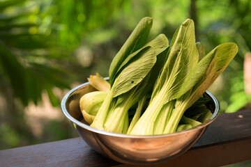 Fresh Bok Choy in Bowl with Tropical Leaves Background for Healthy Food Concept