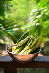 Fresh Bok Choy in Bowl with Tropical Leaves Background for Healthy Food Concept