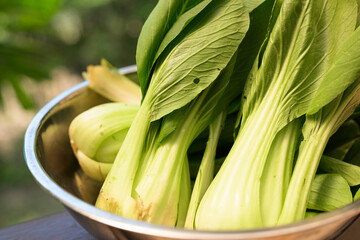 Fresh Bok Choy in Bowl with Tropical Leaves Background for Healthy Food Concept