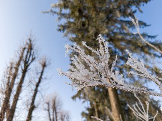 Obraz premium Frozen Branches Against Clear Blue Sky