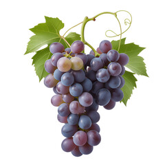 Fototapeta premium Fresh Ripe Grapes on Vine Isolated on White Background