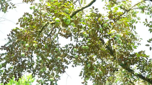 Wide low-angle view of a productive star apple tree canopy with dense foliage in a Vietnam orchard.