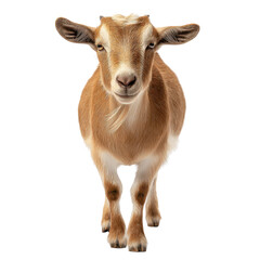Obraz premium Goat's Calm Stance: A curious goat with a light brown coat stands facing the camera with a calm posture