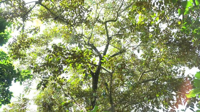 Wide low-angle view of a lush star apple tree canopy with dense foliage and fruit in a Vietnam orchard.