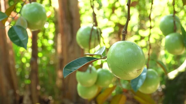 Single ripe Lo Ren star apple with leaves on stem in a sunlit Vietnam orchard.