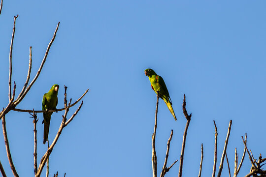 maritacas (Pionus) or brazilian parrots landed on a dry tree in Brazil