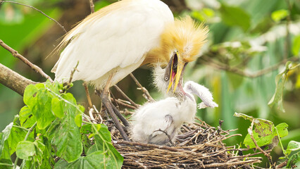 Eastern cattle egret bird feeding young or chick in nest on tree by regurgitating or vomiting food...