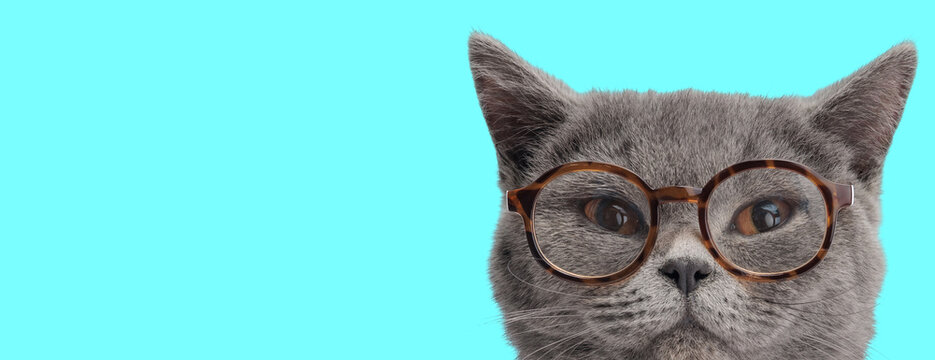 Suspicious british shorthair cat with glasses peeking out