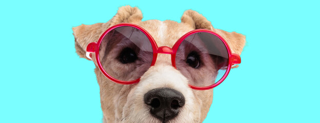 Obraz premium Adorable fox terrier dog wearing red sunglasses