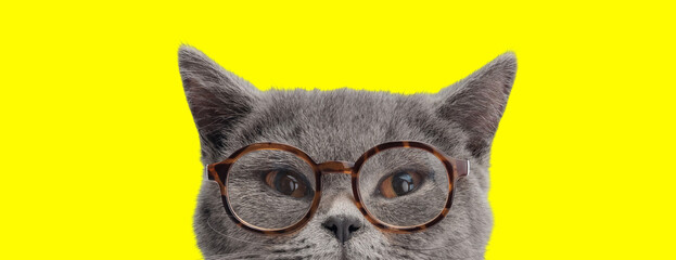 Curious british shorthair cat with glasses looking away