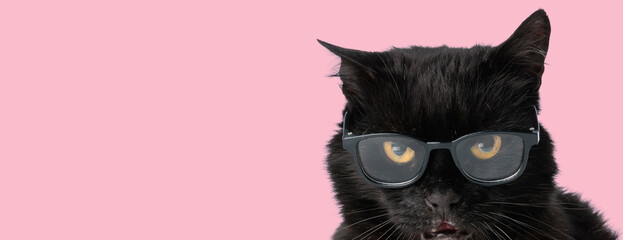 Funny black metis cat wearing eyeglasses and staring