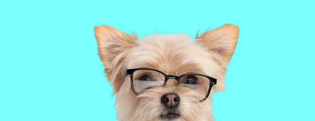 Intellectual metis pomeranian spitz dog wearing eyeglasses and peeking