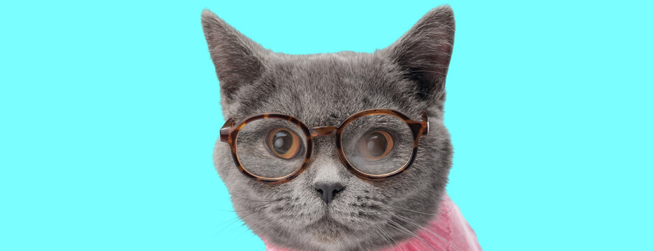Smart british shorthair cat wearing glasses and pink sweater