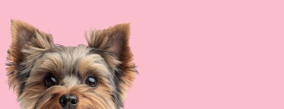 Cute shy yorkshire terrier dog hiding