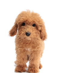 Brown toy poodle puppy standing