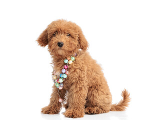 Brown poodle puppy sitting while wearing colorful necklace