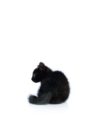 Fototapeta premium Back view of black metis kitten sitting and looking away