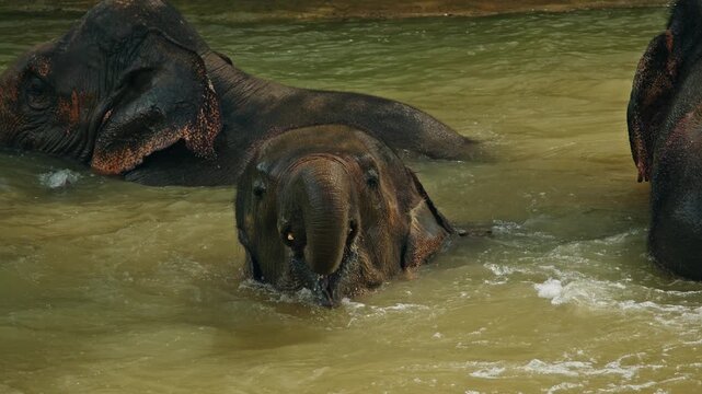 Asian elephants splashing water with their trunks while bathing together in shallow river inside tropical wildlife sanctuary