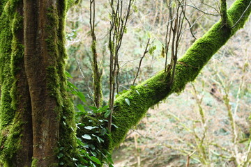 Yew and boxwood grove is a relict forest on the eastern slope of Mount Akhun in Sochi, 2.5 km from the Black Sea coast.