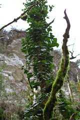 Fototapeta premium Yew and boxwood grove is a relict forest on the eastern slope of Mount Akhun in Sochi, 2.5 km from the Black Sea coast.