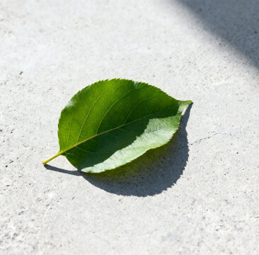 A single green leaf resting on a light gray concrete surface, with a subtle shadow, minimalist contrast between nature and urban texture.